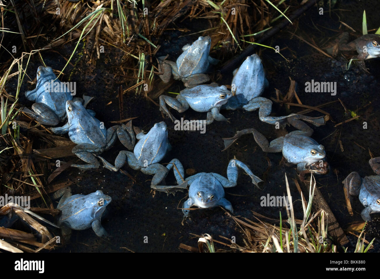 Moor Frog (Rana arvalis), groupe d'hommes de couleur bleu en eau peu profonde. Banque D'Images