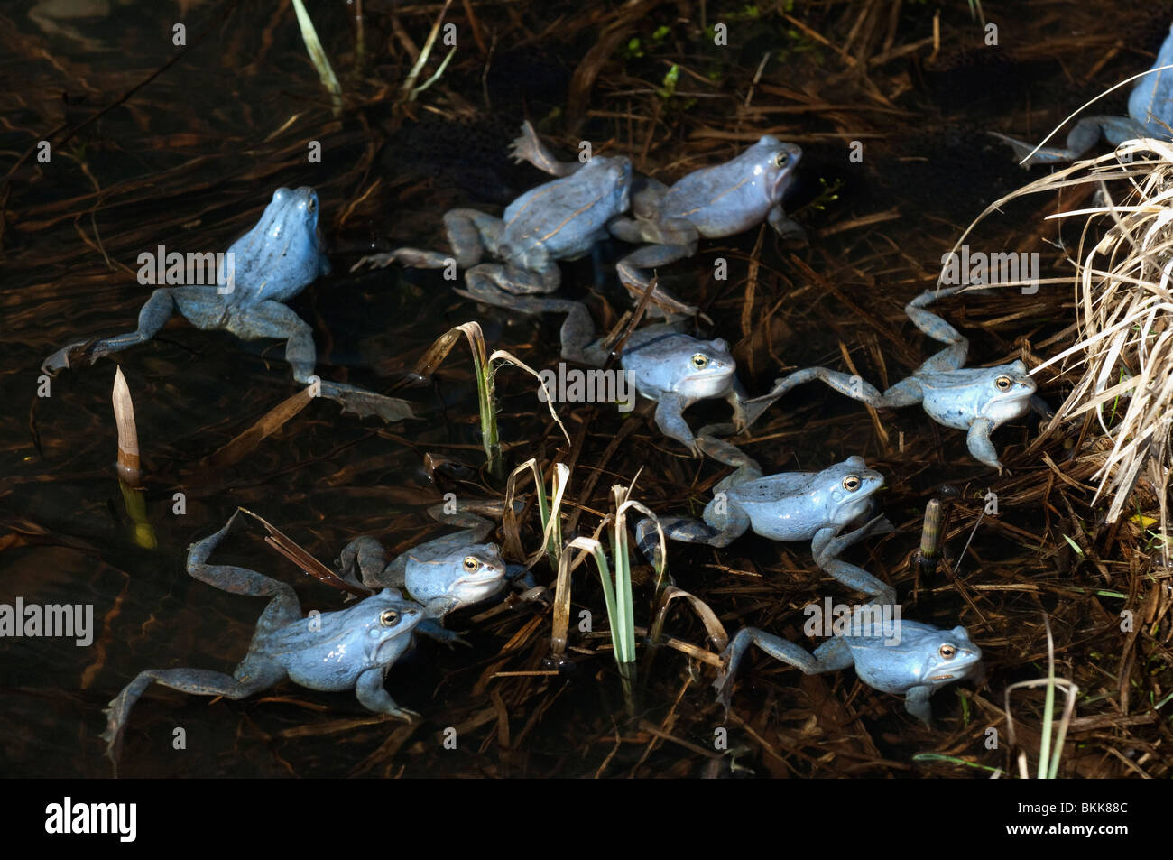 Moor Frog (Rana arvalis), groupe d'hommes de couleur bleu en eau peu profonde. Banque D'Images