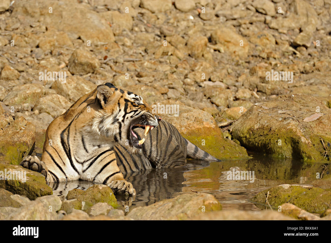 Tigre dans un trou d'eau à Ranthambhore Banque D'Images