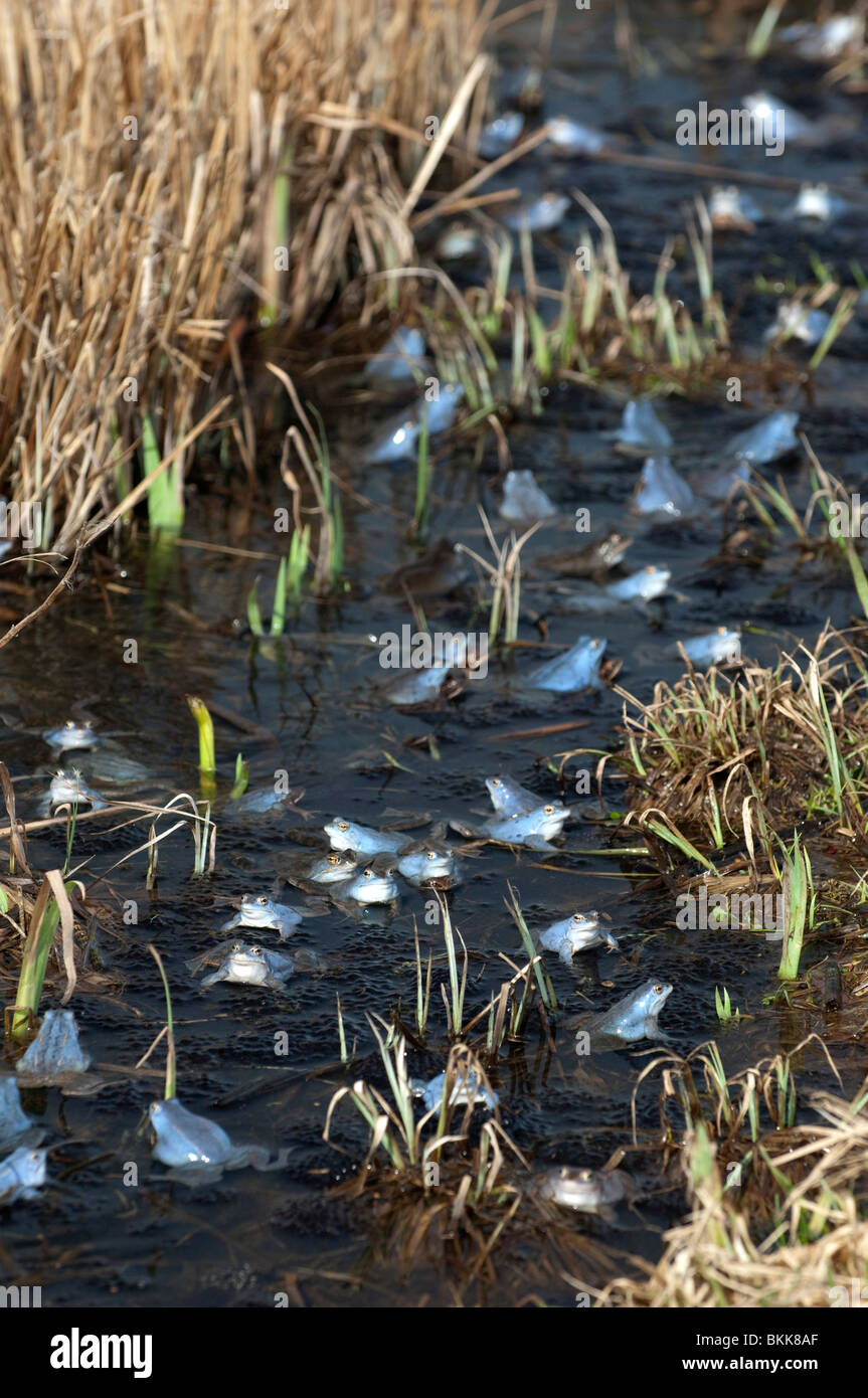 Moor Frog (Rana arvalis), groupe en eau peu profonde. Banque D'Images