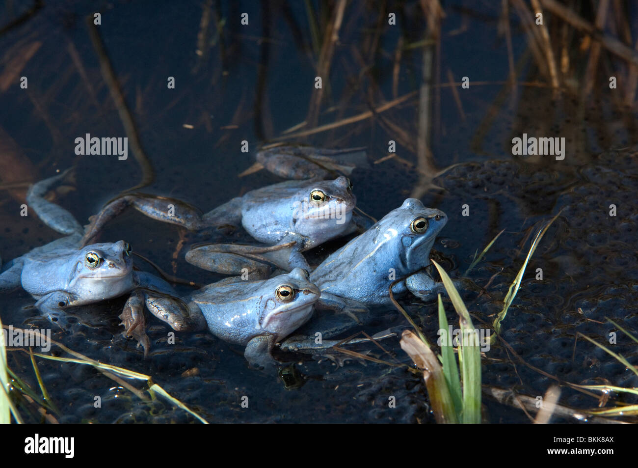 Moor Frog (Rana arvalis), quatre hommes de couleur bleu en eau peu profonde. Banque D'Images