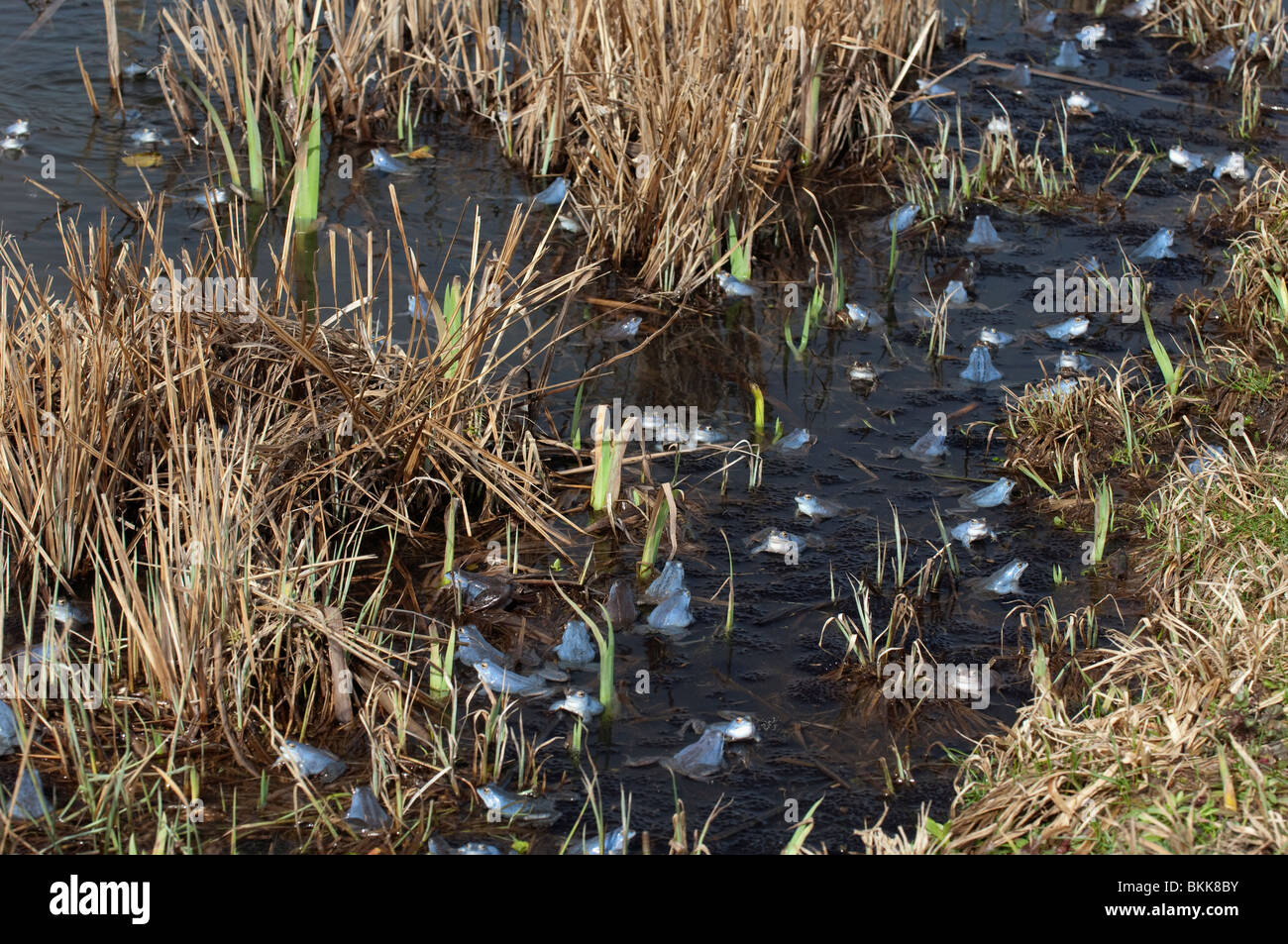 Moor Frog (Rana arvalis), groupe en eau peu profonde. Banque D'Images