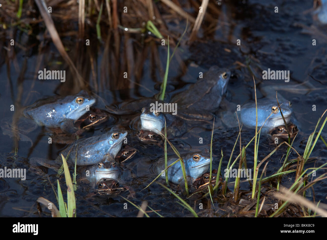 Moor Frog (Rana arvalis), les couples dans un étang. Banque D'Images