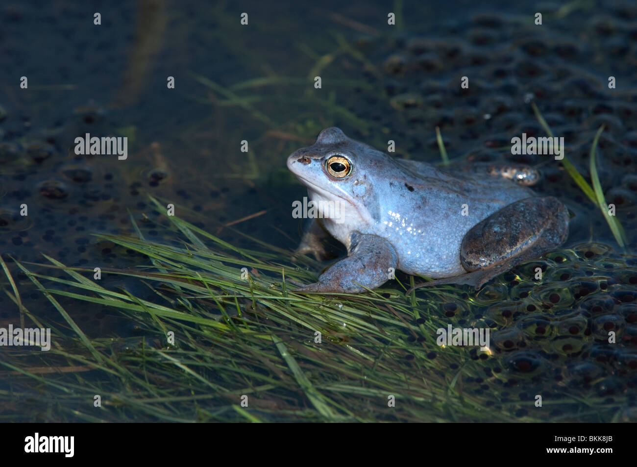Moor Frog (Rana arvalis), de couleur bleu mâle parmi frayer. Banque D'Images