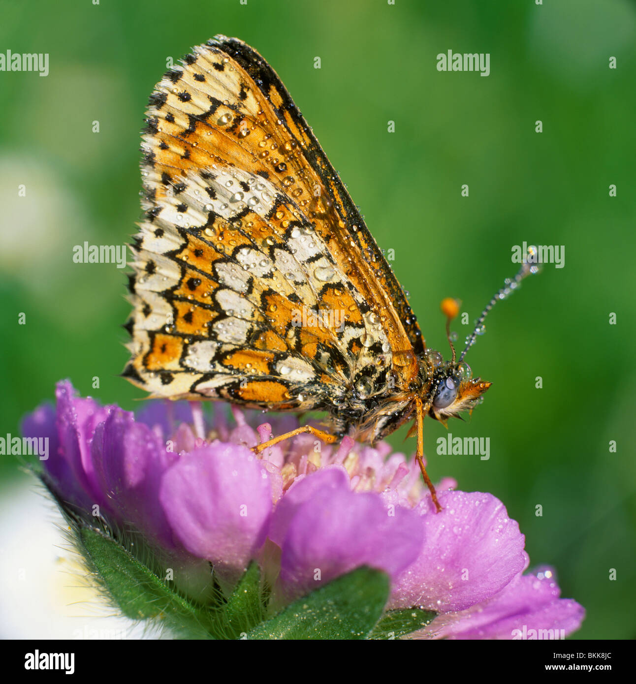 Petite perle-bordé Fritillary, argent-bordé fritillary (Boloria selene, Clossiana selene). Des profils sur une fleur. Banque D'Images
