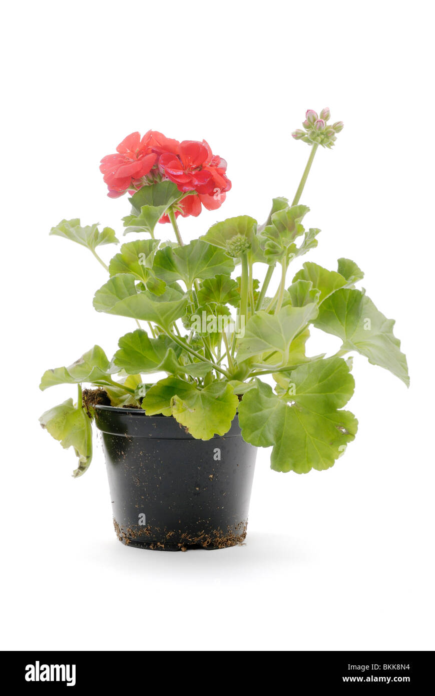 Les jeunes fleurs de Pélargonium cultivé en conteneur en plastique Banque D'Images