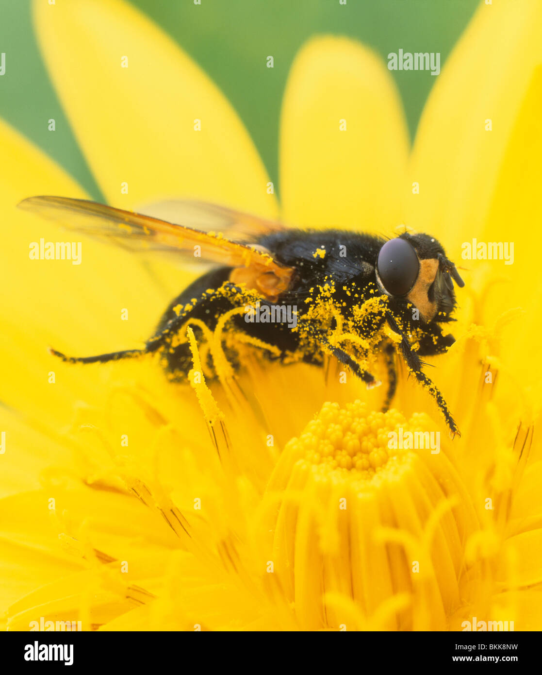 Mesembrina Meridiana fly (midi) sur une fleur jaune. Banque D'Images