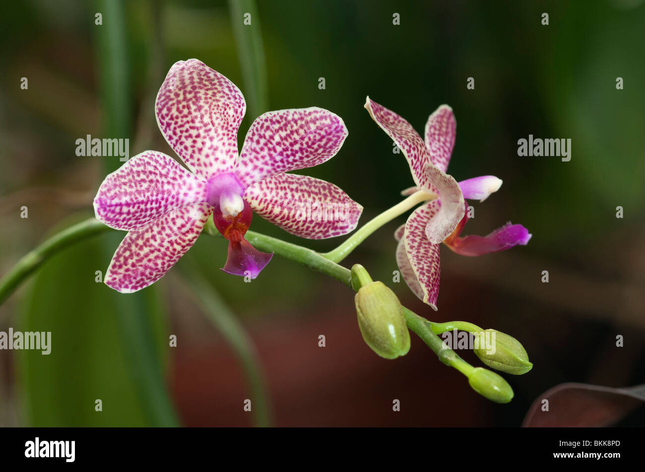 Orchidée papillon (Phalaenopsis Schampus hybride), fleurs. Banque D'Images