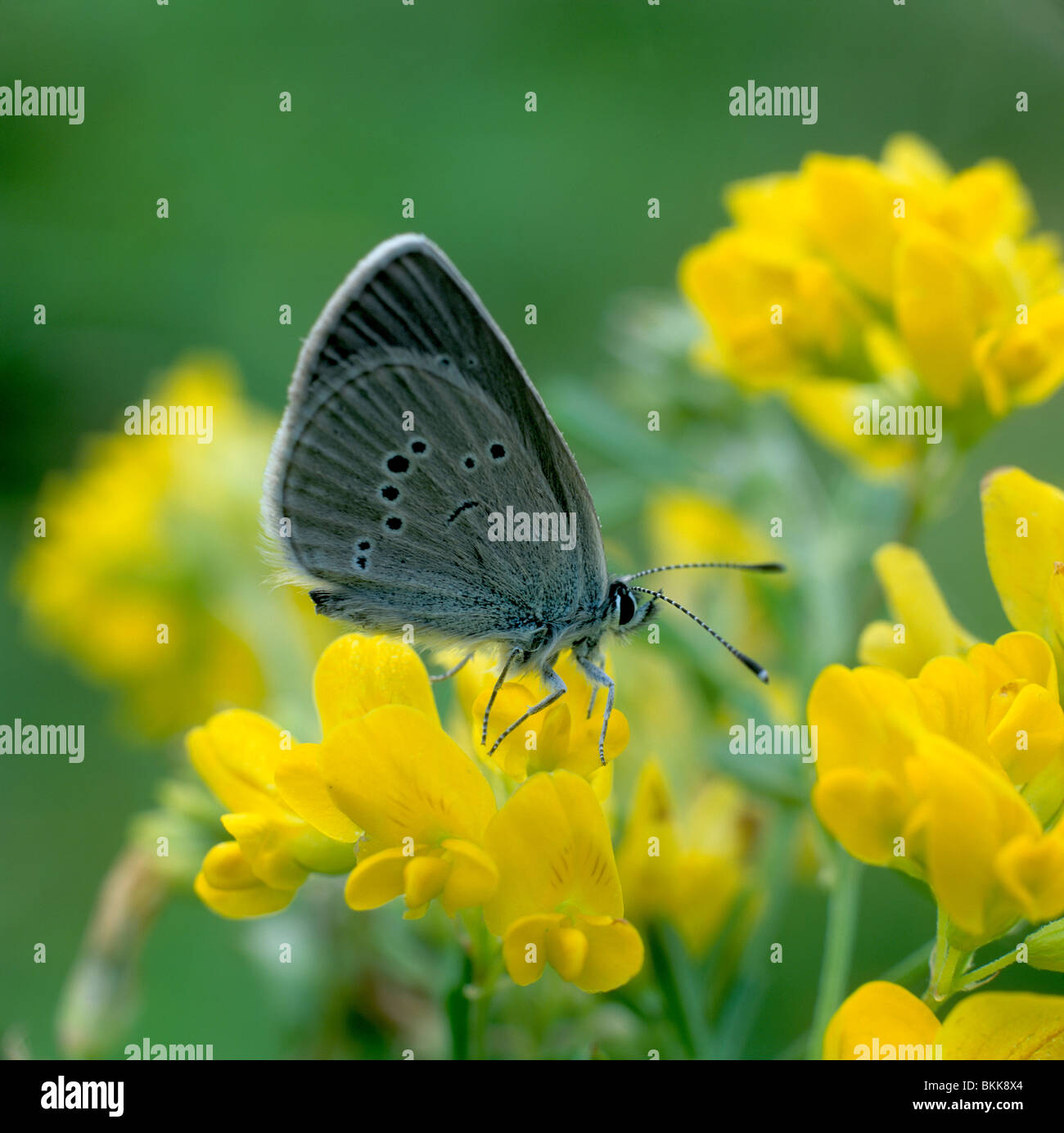 Petit Bleu (Cupido minimus), des profils sur les genêts en fleur. Banque D'Images