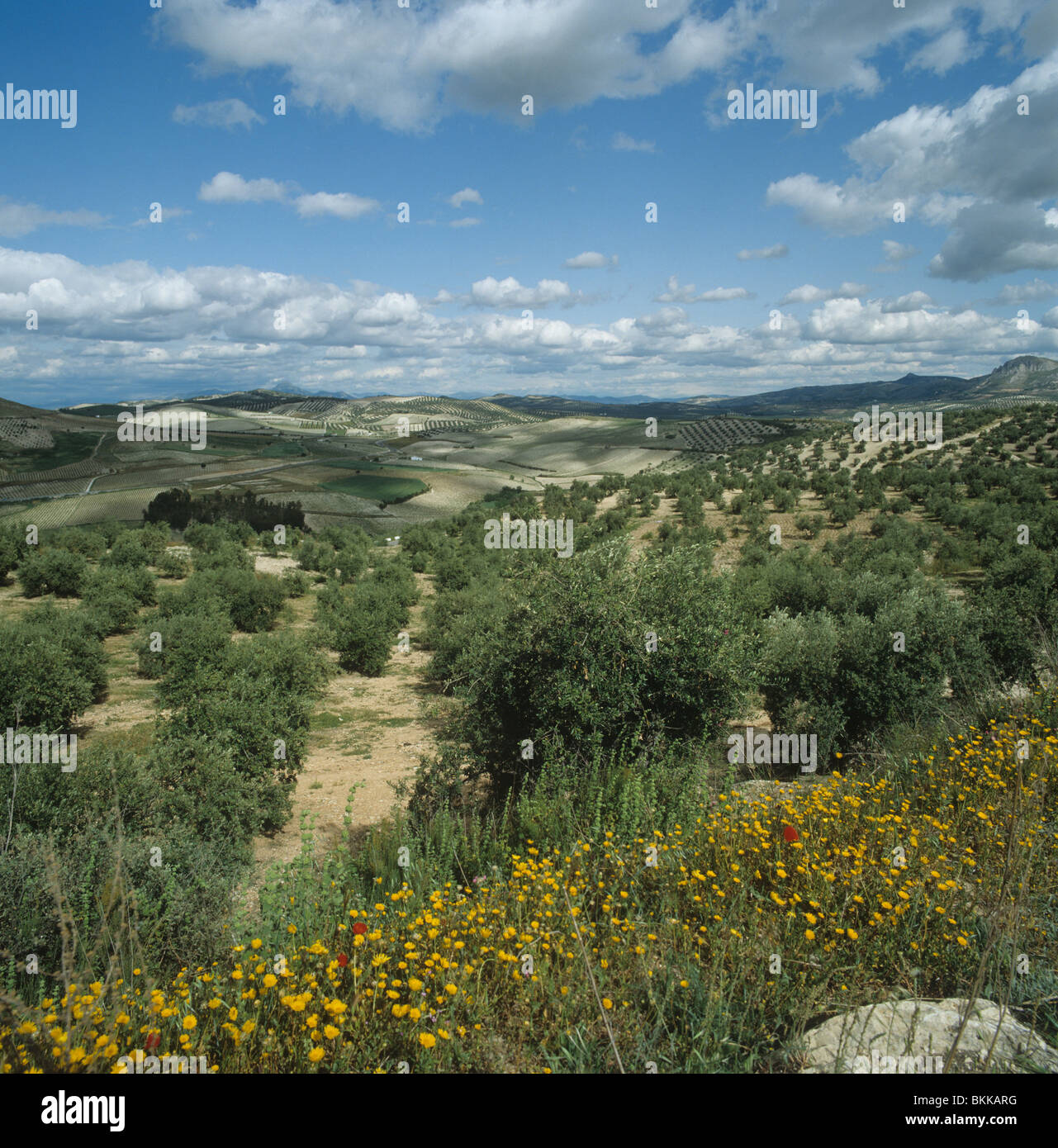 Des oliviers sur une belle journée de printemps en Andalousie, Espagne Banque D'Images