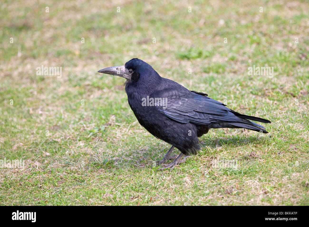 Corbeau freux Corvus frugilegus adulte sur le terrain Banque D'Images