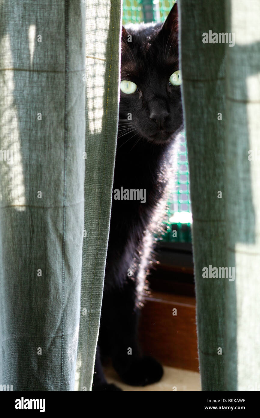 Un chat noir se cacher derrière les rideaux Banque D'Images