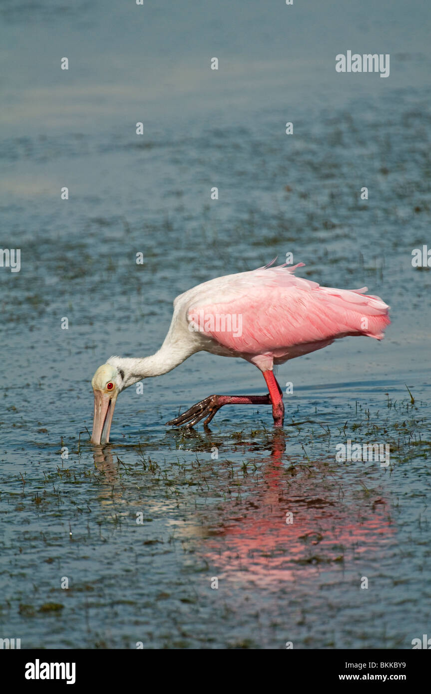 Roseate Spoonbill : Ajaia ajaja, Ding Darling Réserve Naturelle, Sanibel Island, Floride, USA. Se nourrir Banque D'Images