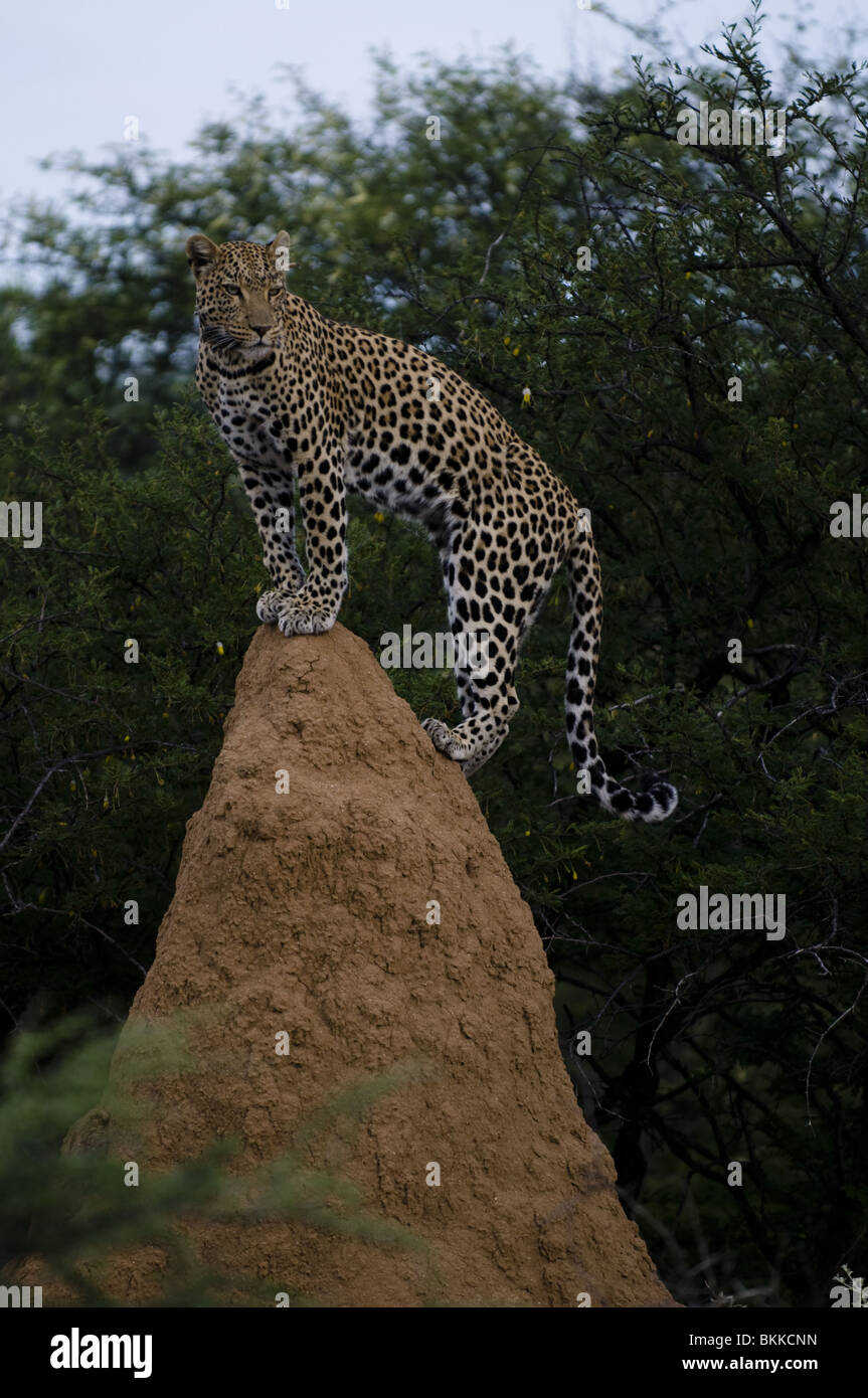 Jeune homme leopard à l'aide d'une enquête de termite hill son environnement, Okonjima, la Namibie. Banque D'Images