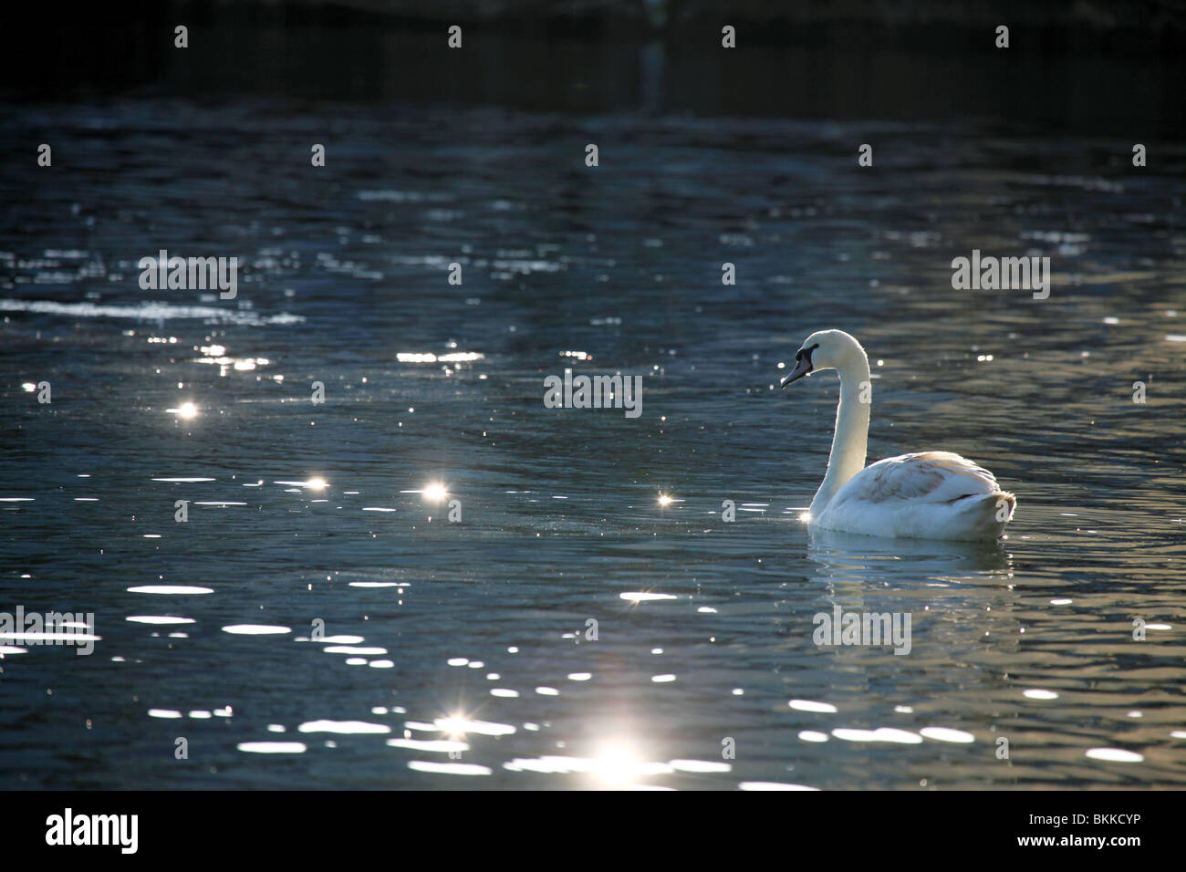 Mute swan (Cygnus olor) Somerset. Banque D'Images