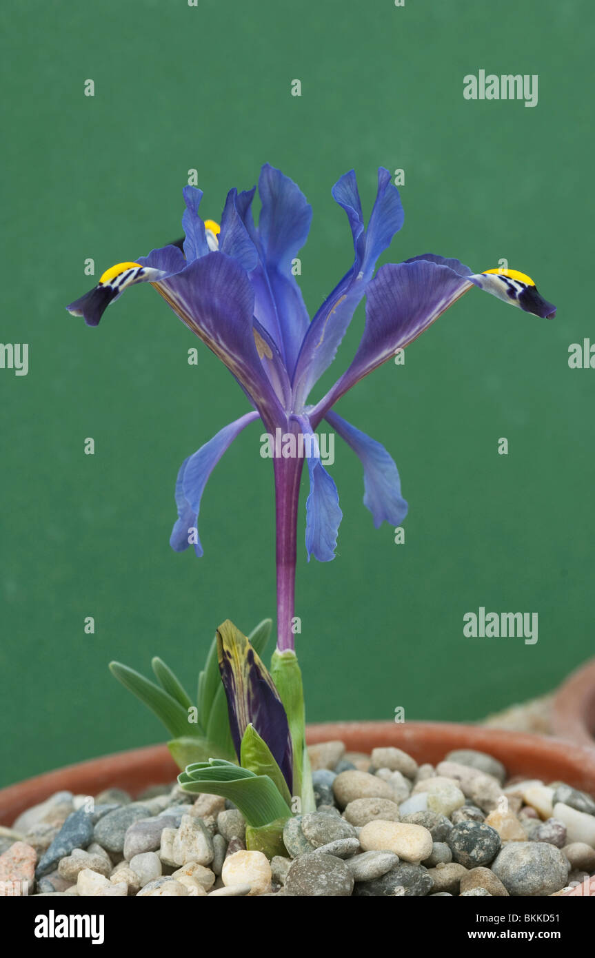 Iris (Iris stenophylla), fleur. Banque D'Images