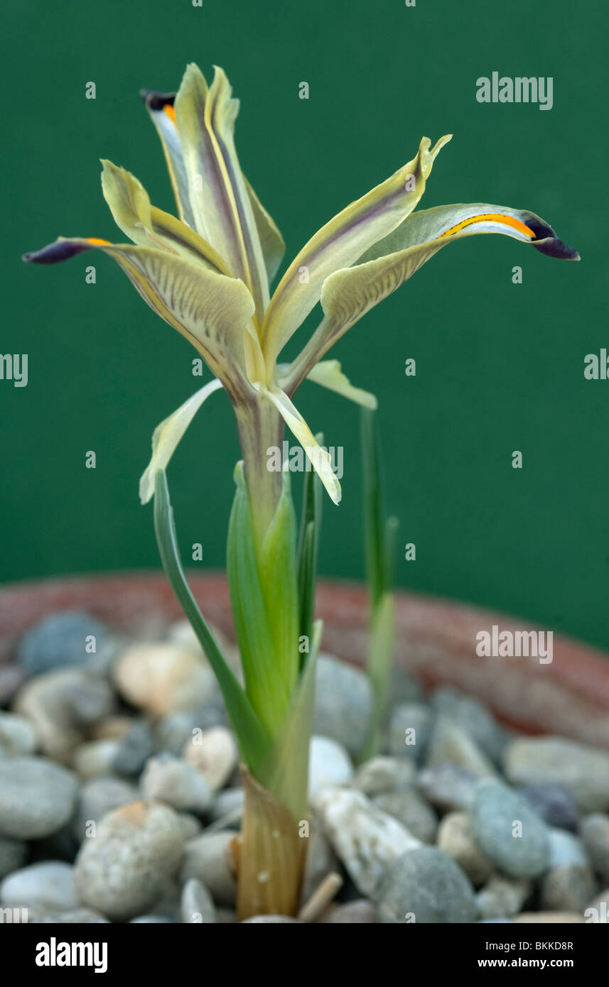 Iris (Iris galatica), fleur. Banque D'Images