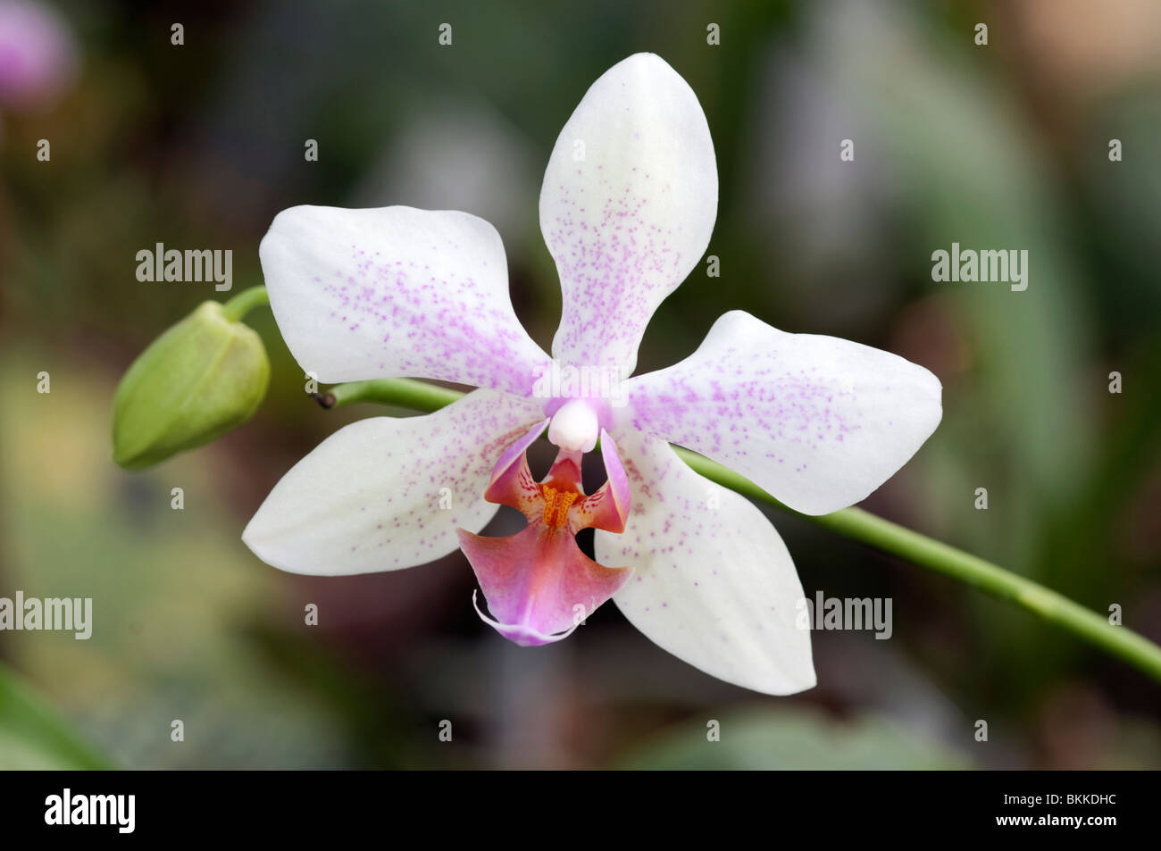 Orchidée papillon (Phalaenopsis sp.). Fleur blanche avec marquage rose. Banque D'Images