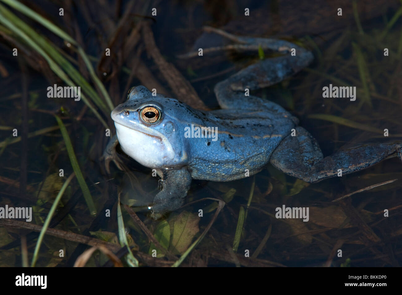 Moor Frog (Rana arvalis). Mâle de couleur bleu dans l'eau peu profonde, coassant. Banque D'Images