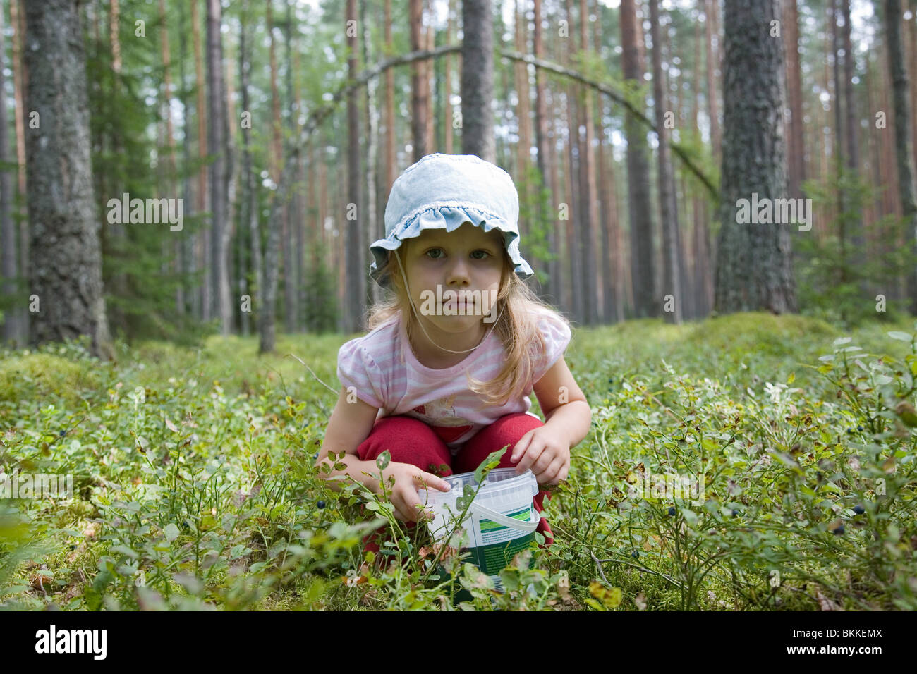 Trois ans fille Berry-Picker in forest Banque D'Images