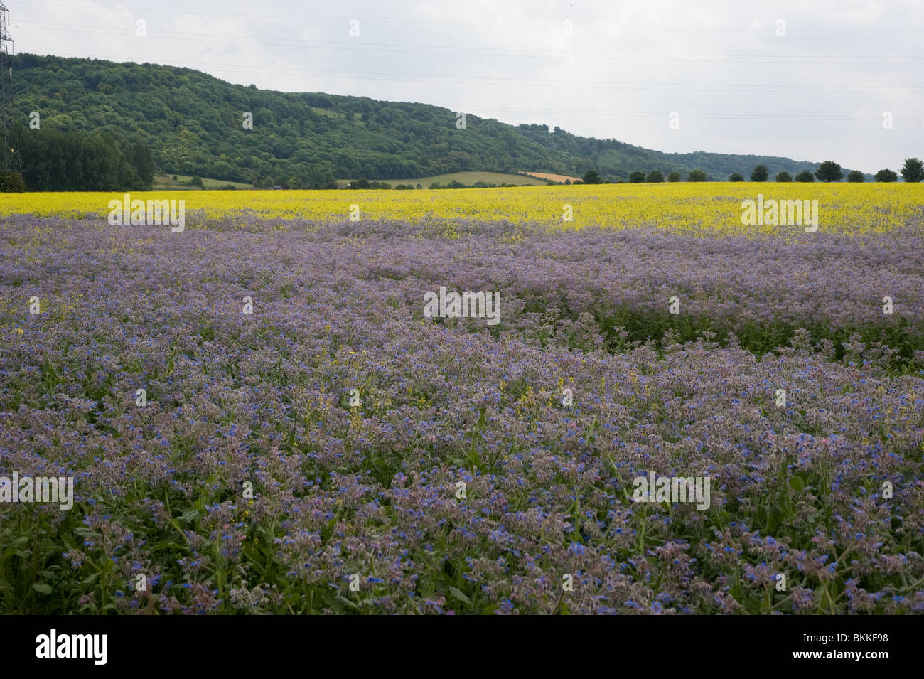 Les champs jaunes et violets Banque D'Images