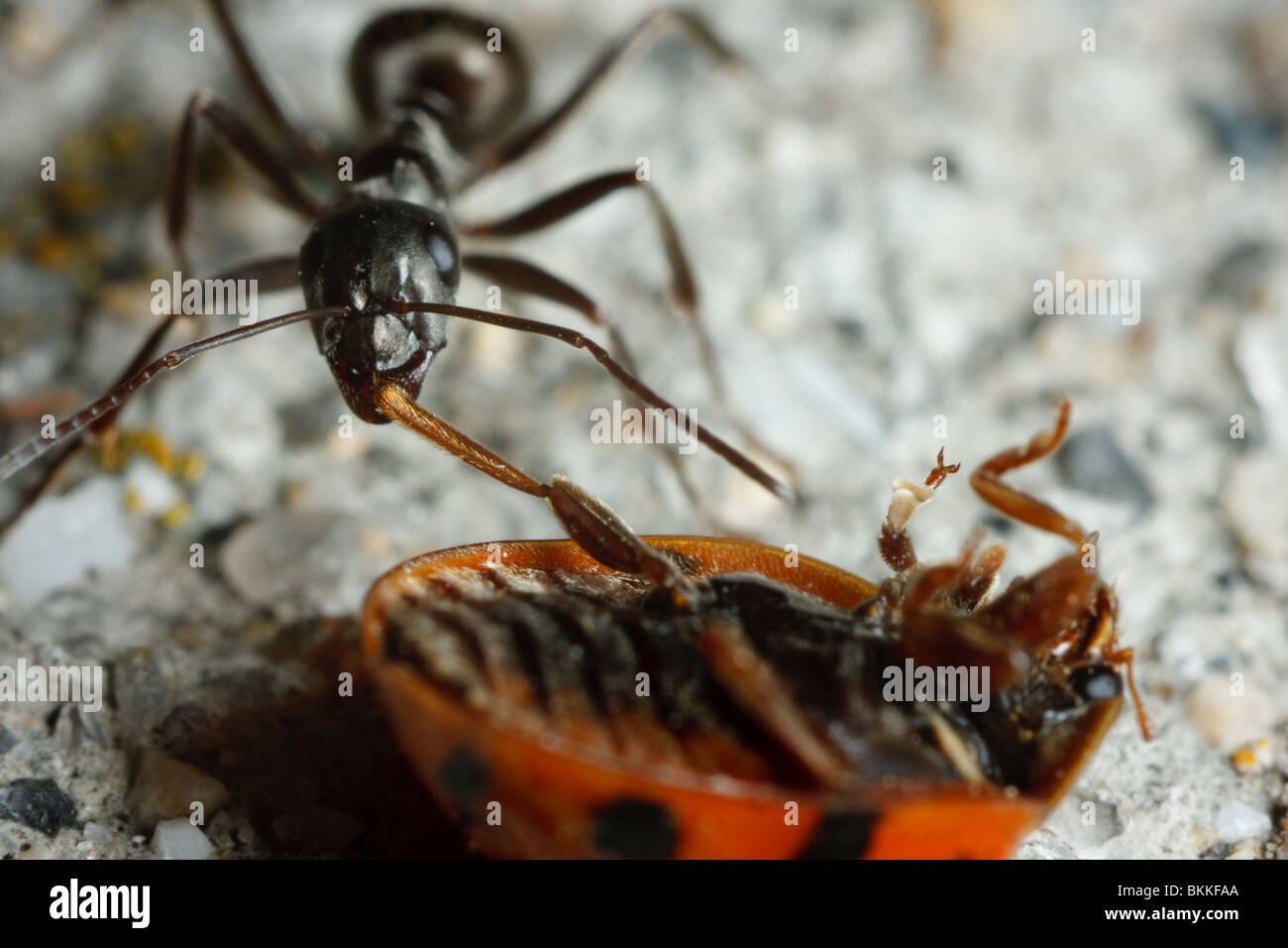 Une fourmi transporte une coccinelle mort retour à son nid. Banque D'Images