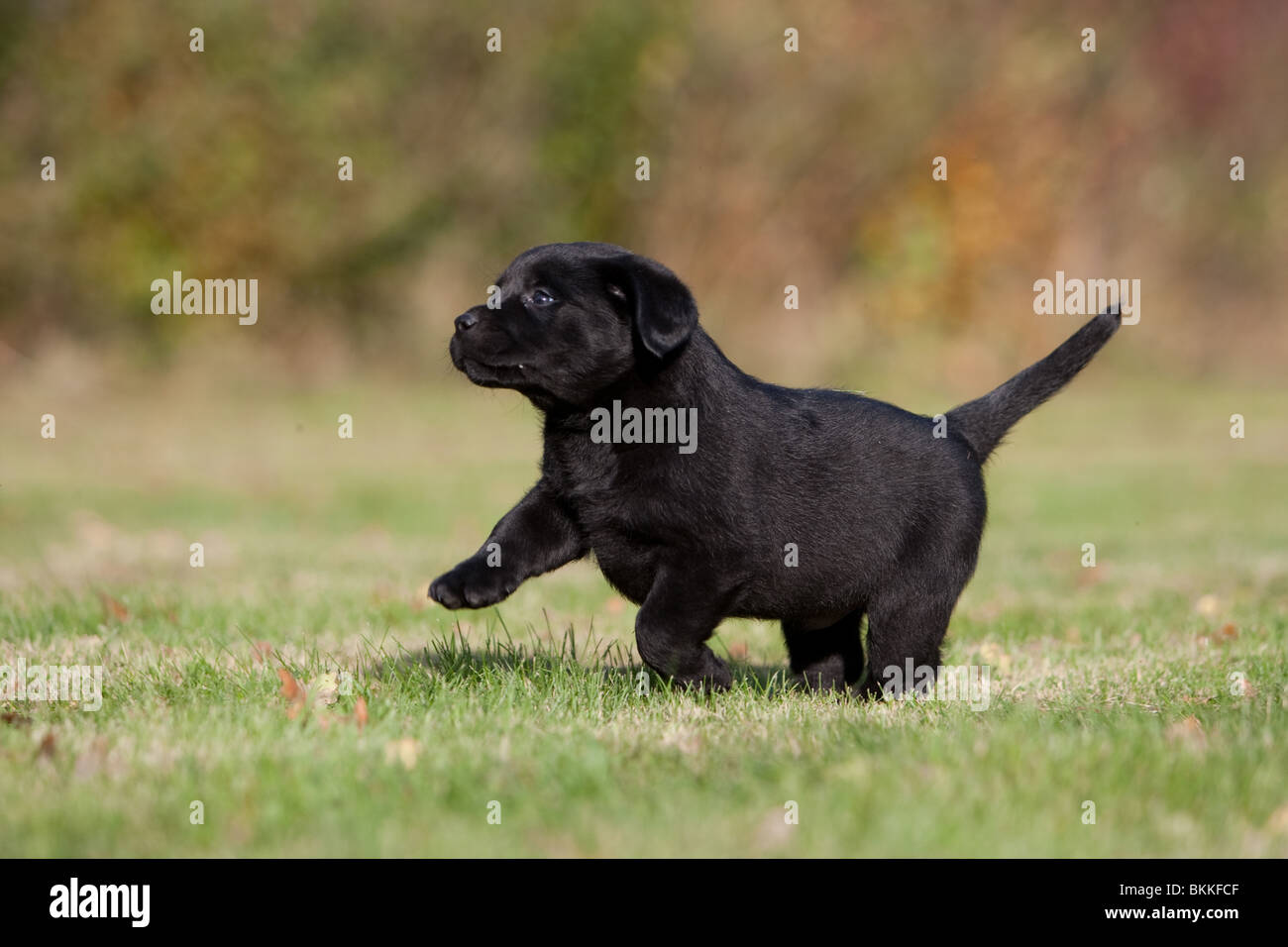 Labrador Retriever chiot Banque D'Images