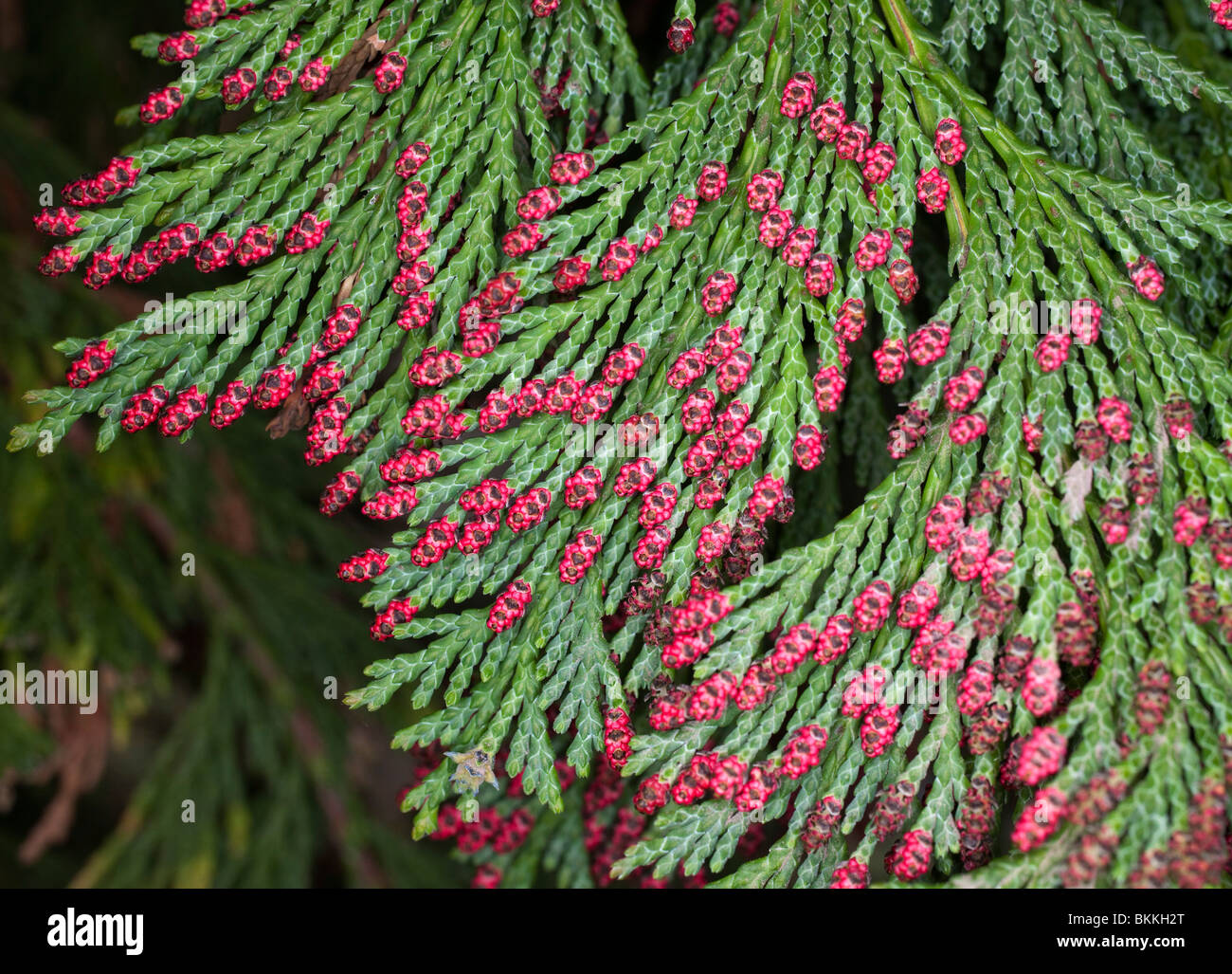 Cône rouge sur les bourgeons des arbres conifères / Bush Banque D'Images