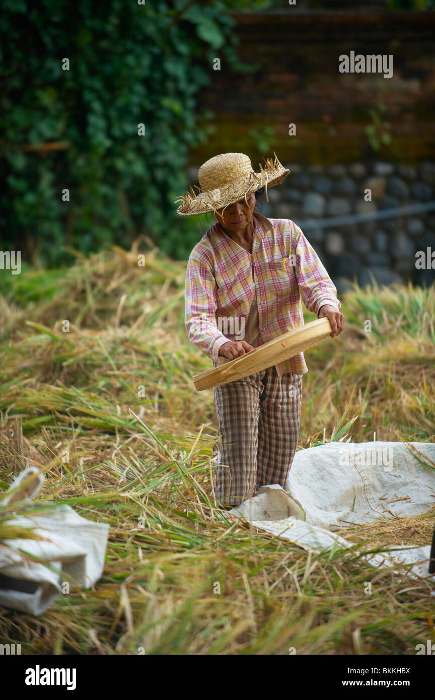 Presse-purée riz balinais tamisage agriculteur Banque D'Images