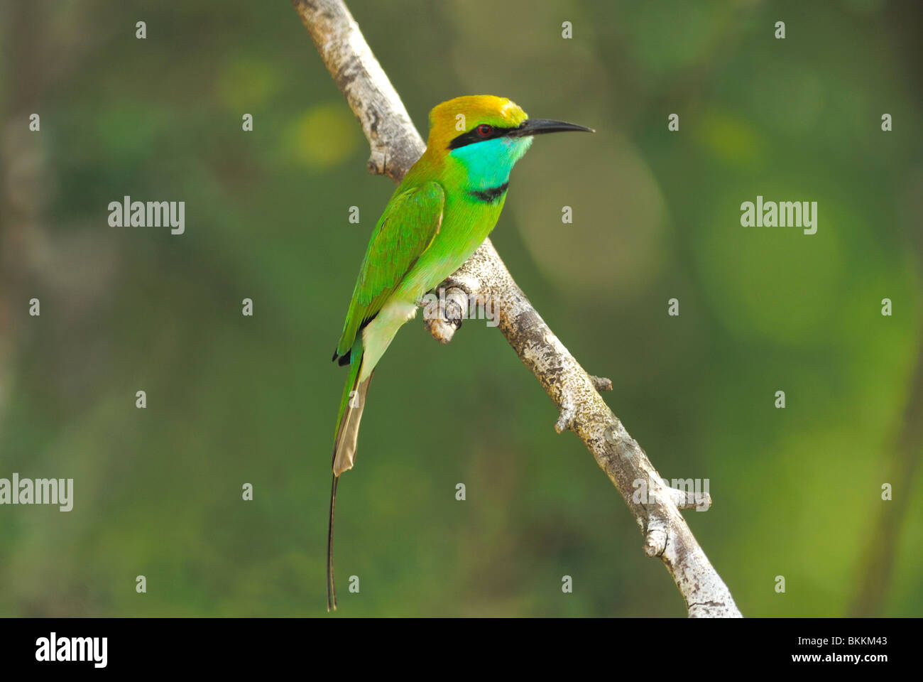 Little Green Bee-eater (Merops orientalis) dans le parc national de Yala West, Sri Lanka Banque D'Images