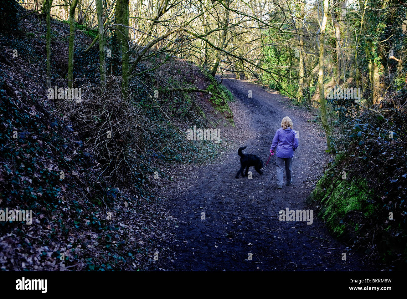 Femme marche le long d'un chemin forestiers avec son animal de Labradoodle chien Banque D'Images