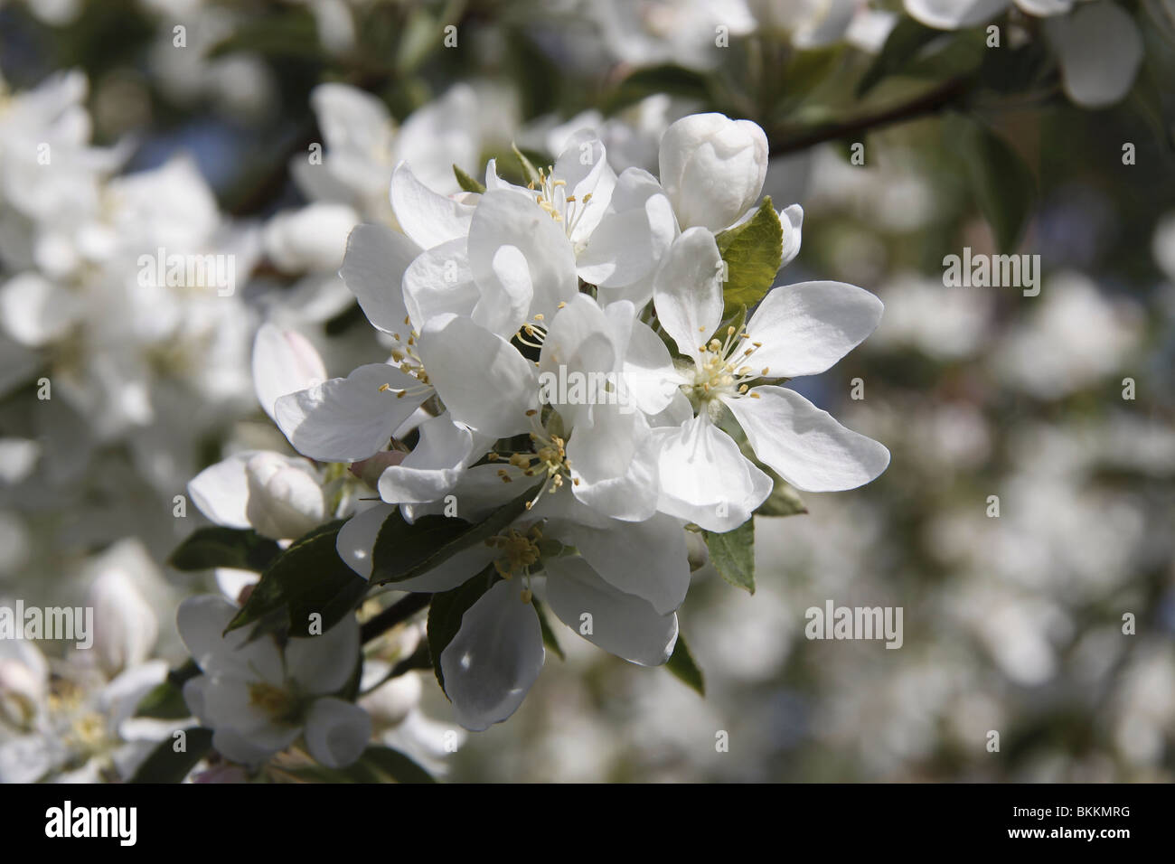 Direction sur une pommette arbre avec fleurs et un arrière-plan flou Banque D'Images