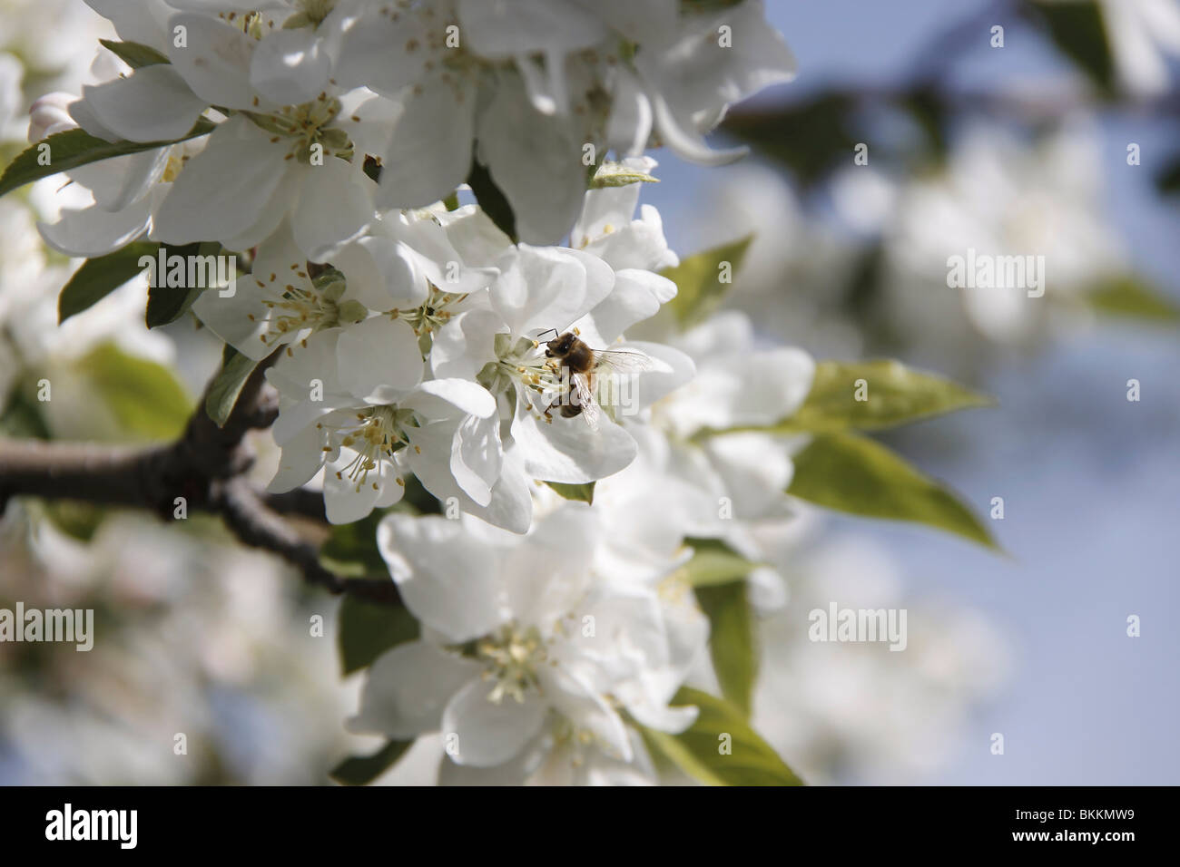 Direction sur une pommette arbre avec fleurs et un arrière-plan flou Banque D'Images