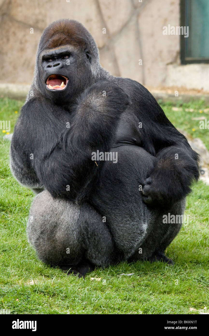 Gorille mâle, le zoo de Beauval Banque D'Images