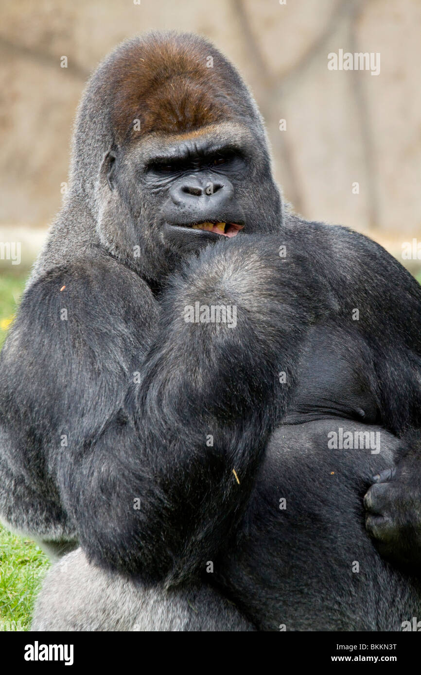 Gorille mâle, le zoo de Beauval Banque D'Images