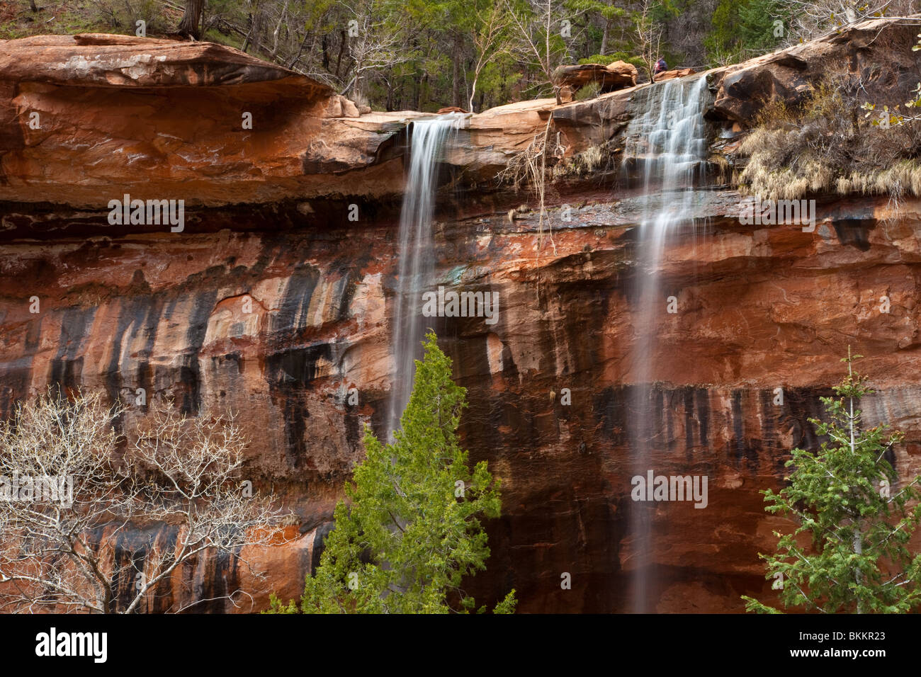 Cascade de Zion National Park, Utah, USA Banque D'Images