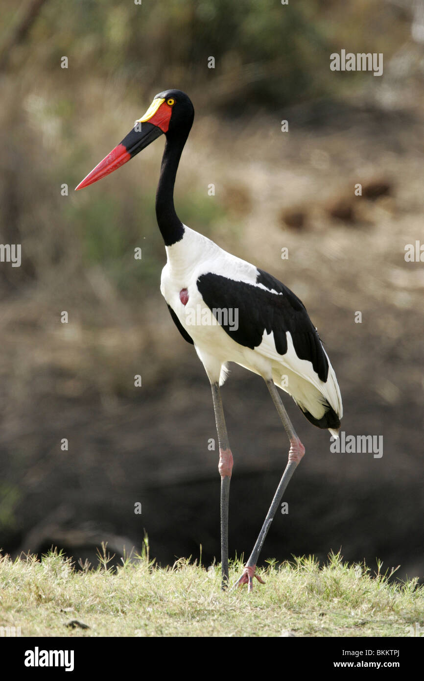 Bec de selle Stork, Kruger Park, Afrique du Sud Banque D'Images