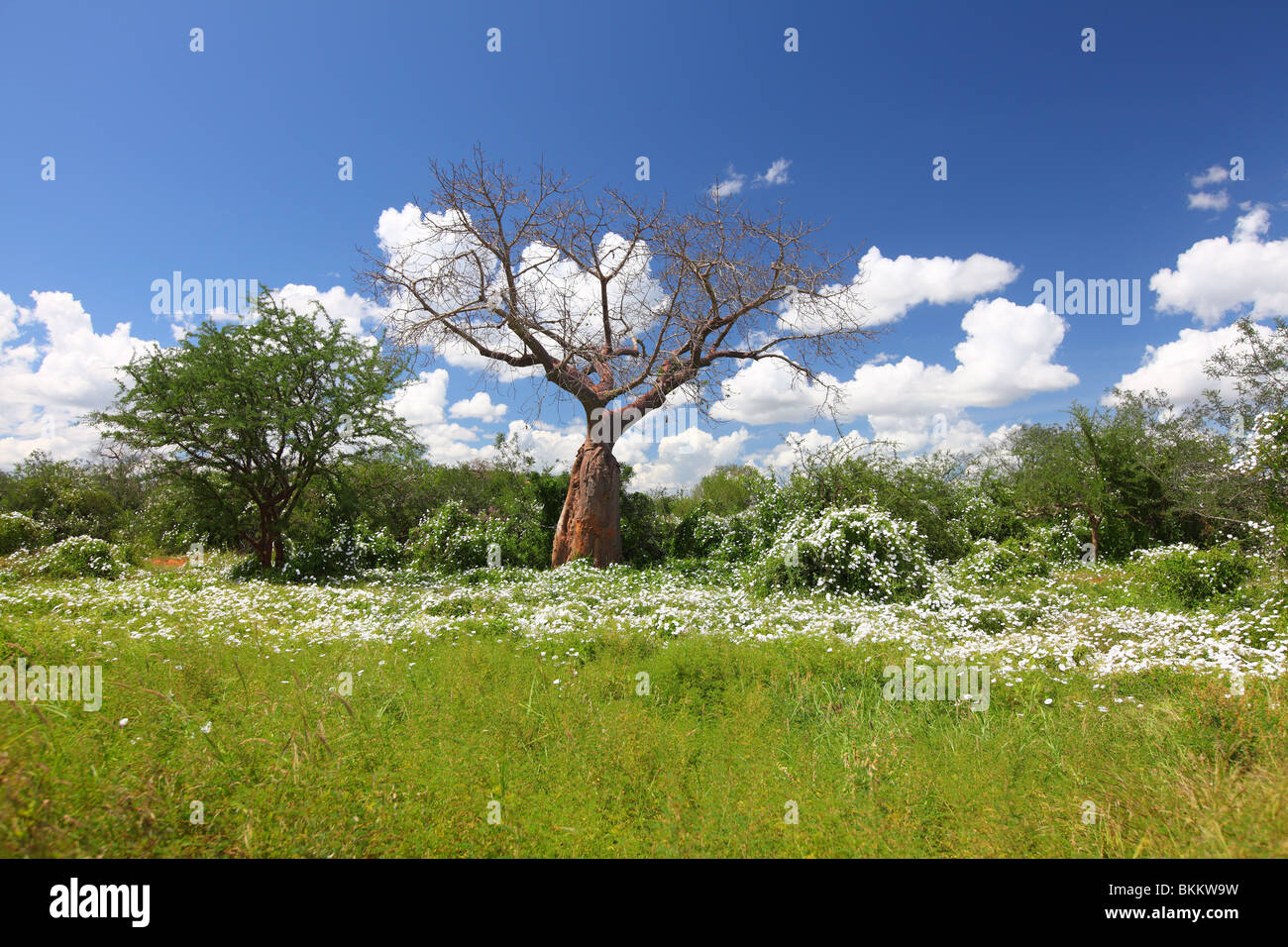 Le Kenya, l'Orient, d'Afrique, le parc national de Tsavo Ouest, baobab, fleurs blanches Banque D'Images
