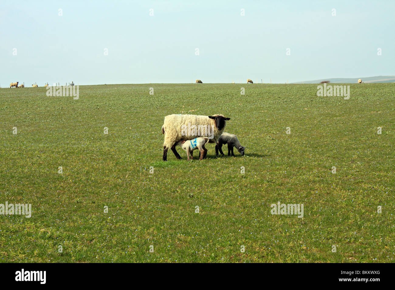 Face noire Suffolk mouton domestique sur les terres agricoles à Seaford, East Sussex, Angleterre, Royaume-Uni. Banque D'Images