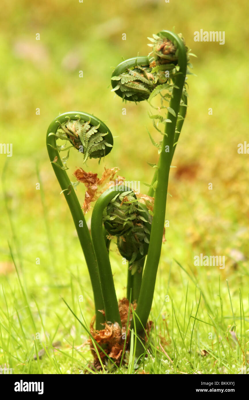 Au début du printemps germination fougères fougère enroulée dans l'herbe Banque D'Images