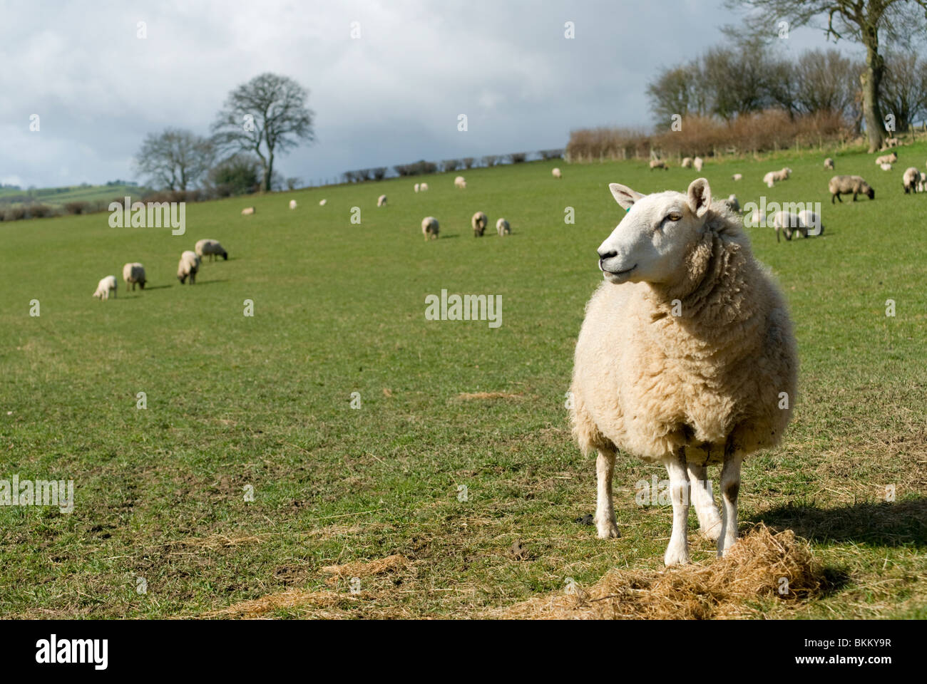 Moutons dans les Marches galloises Banque D'Images