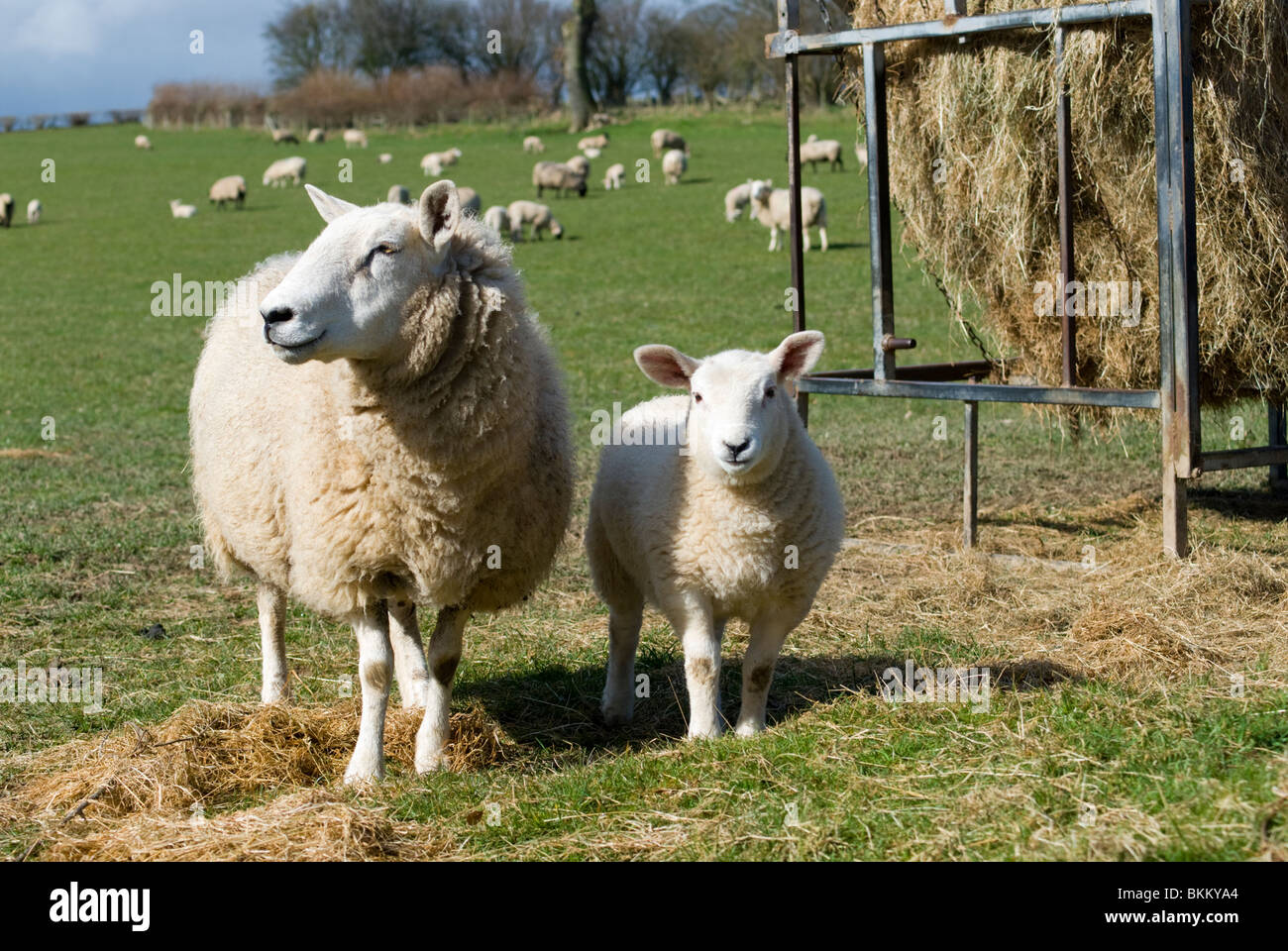 Moutons dans les Marches galloises Banque D'Images