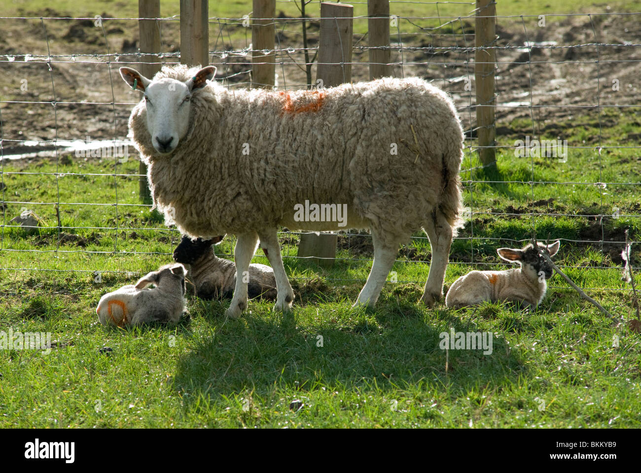 Moutons dans les Marches galloises Banque D'Images