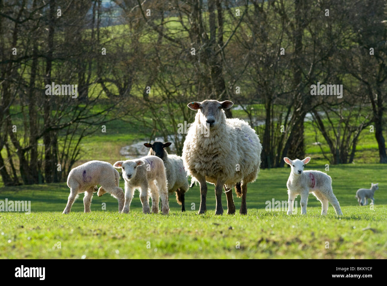 Moutons dans les Marches galloises Banque D'Images