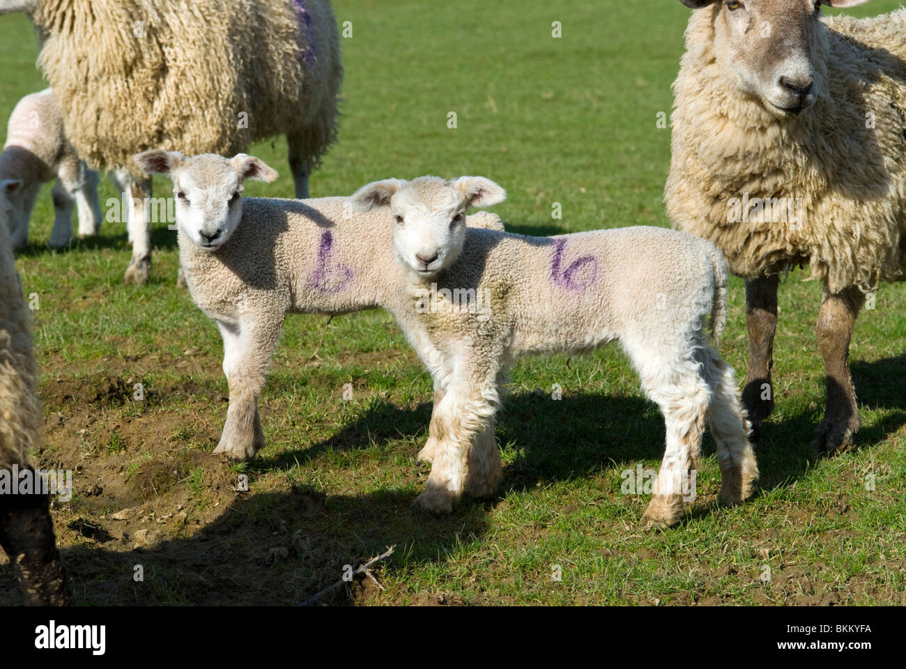 Moutons dans les Marches galloises Banque D'Images