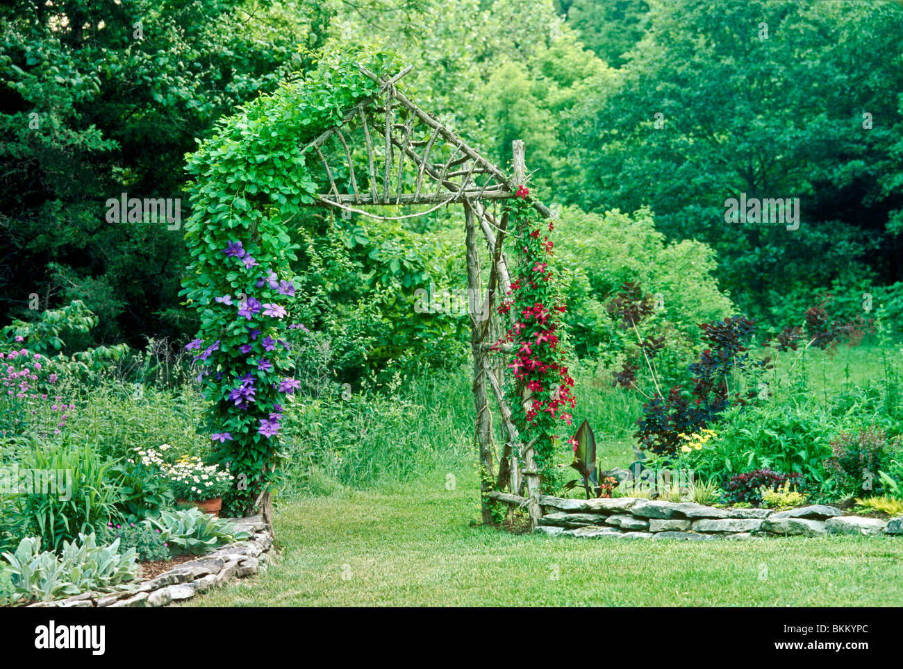 Le jardin de fleurs de l'arbre à la main de fleurs clématite vigne de violet et rouge qui sert de passerelle vers le jardin, USA Banque D'Images