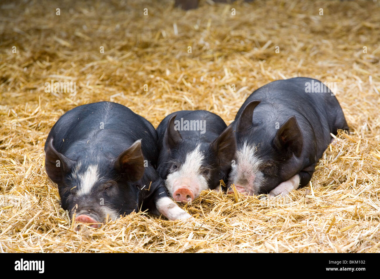 Trois petits porcs domestiques Banque D'Images