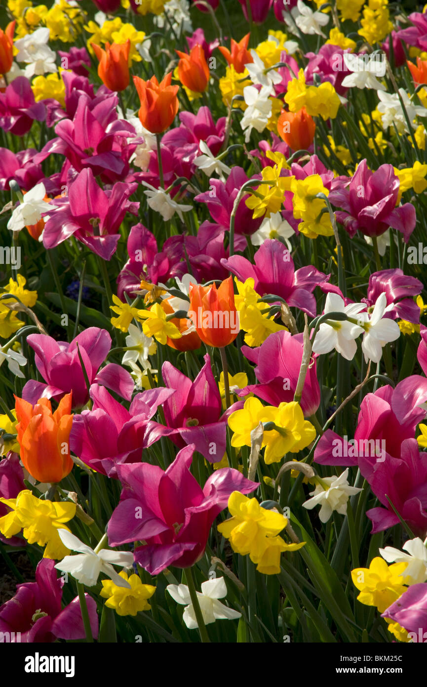Bulbes de printemps tulipes et narcisses Banque D'Images