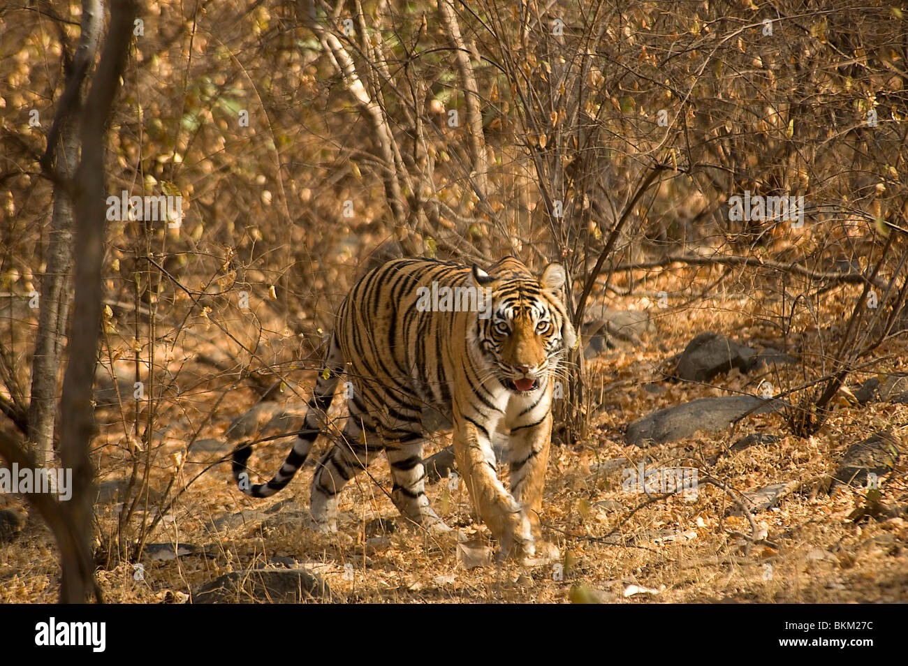 Homme tigre du Bengale, Panthera tigris, marchant à travers broussailles, Ranthambore N P, Inde Banque D'Images