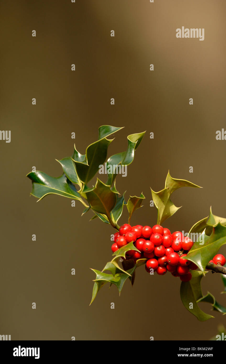 Houx, Ilex aquifolium, baies et feuilles à l'automne Banque D'Images
